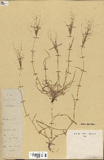 spécimen de Aegilops triuncialis