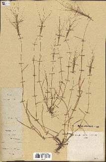 spécimen de Aegilops triuncialis