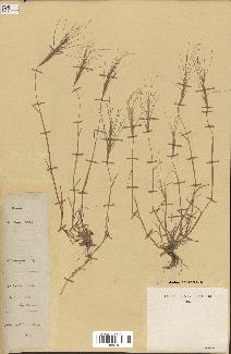 spécimen de Aegilops triuncialis