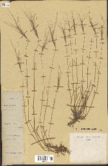 spécimen de Aegilops triuncialis
