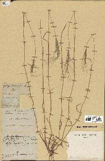 spécimen de Aegilops triuncialis