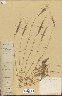 spécimen de Aegilops triuncialis