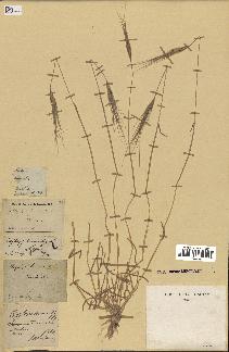 spécimen de Aegilops triuncialis