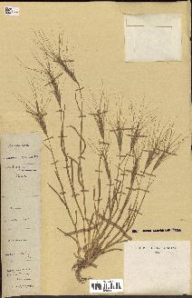 spécimen de Aegilops triuncialis