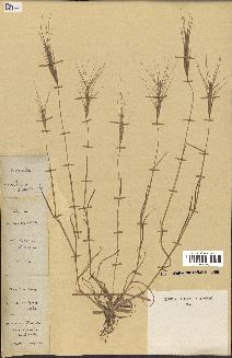 spécimen de Aegilops triuncialis
