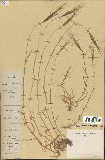 spécimen de Aegilops triuncialis