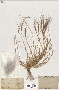 spécimen de Aegilops triuncialis