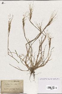 spécimen de Aegilops triuncialis