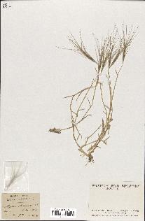 spécimen de Aegilops triuncialis