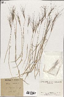 spécimen de Aegilops triuncialis