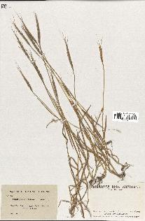 spécimen de Aegilops ventricosa
