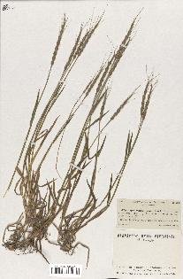 spécimen de Aegilops ventricosa