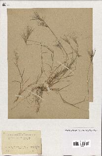 spécimen de Aegilops ovata