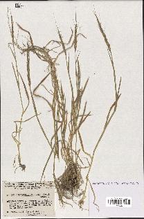 spécimen de Aegilops ventricosa
