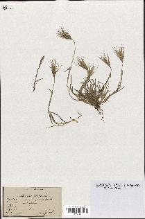 spécimen de Aegilops ovata
