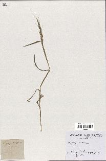 spécimen de Aegilops ventricosa