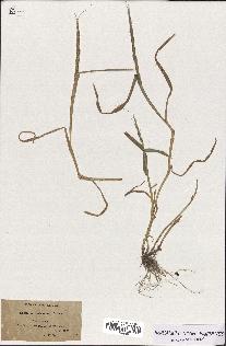 spécimen de Aegilops ventricosa