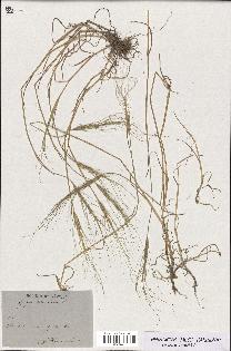 spécimen de Aegilops triuncialis