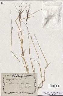 spécimen de Aegilops triuncialis