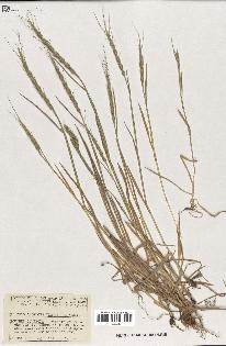 spécimen de Aegilops ventricosa