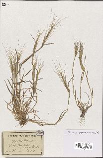 spécimen de Aegilops triuncialis