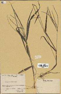 spécimen de Digitaria sp.