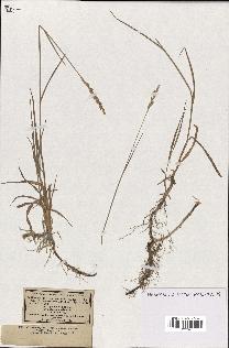 spécimen de Triticum repens