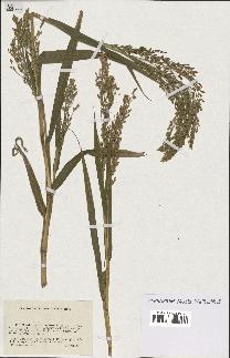 spécimen de Panicum miliaceum