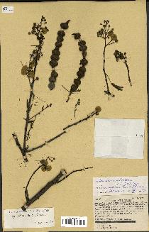 spécimen de Acacia nilotica