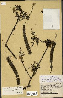 spécimen de Acacia nilotica