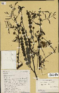 spécimen de Acacia nilotica