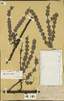 spécimen de Acacia nilotica