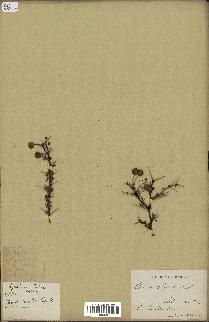 spécimen de Acacia seyal