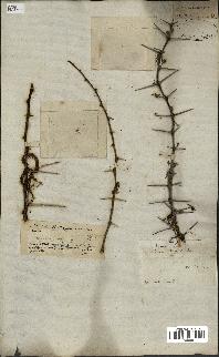 spécimen de Acacia seyal