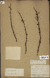 spécimen de Acacia seyal