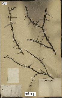 spécimen de Acacia seyal