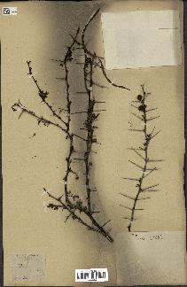 spécimen de Acacia seyal