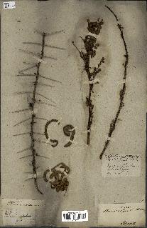 spécimen de Acacia seyal