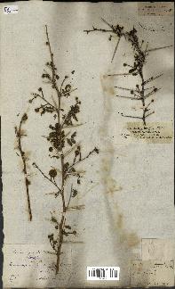 spécimen de Acacia seyal
