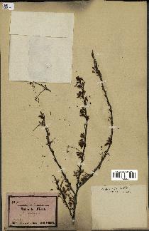 spécimen de Acacia seyal