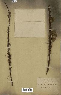 spécimen de Acacia tortilis