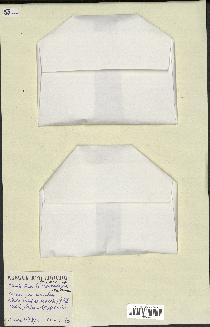 spécimen de Acacia tortilis