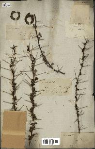 spécimen de Acacia tortilis