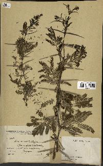 spécimen de Acacia tortilis
