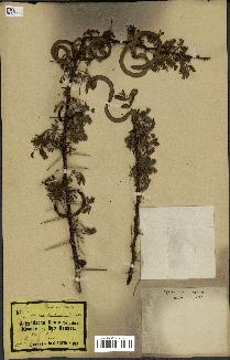 spécimen de Acacia tortilis