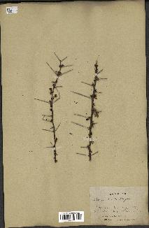 spécimen de Acacia tortilis