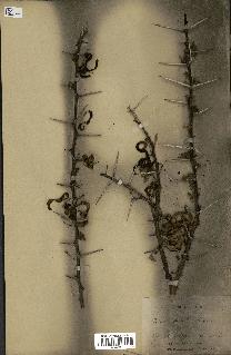 spécimen de Acacia tortilis
