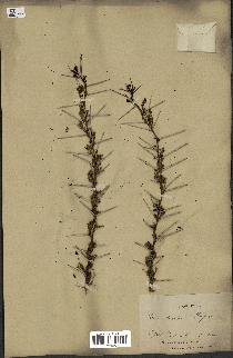 spécimen de Acacia tortilis