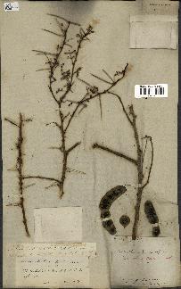 spécimen de Acacia arabica