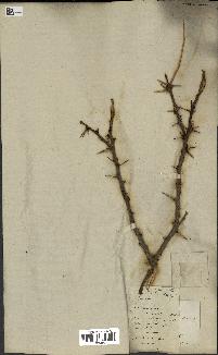 spécimen de Acacia arabica